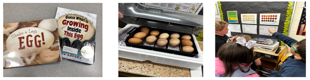 Second graders hatching chickens project